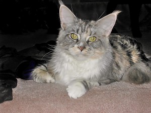 Ruby 